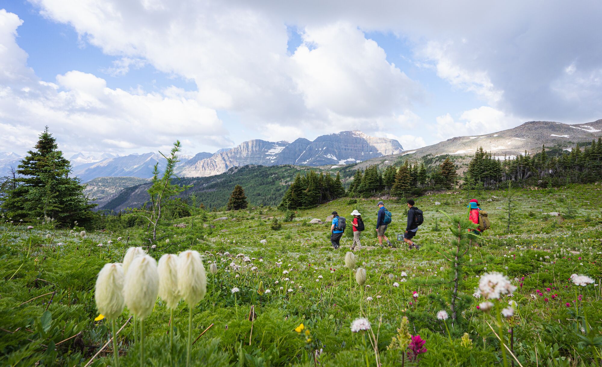 Wildflowers at Sunshine Meadows with hikers in the background near Banff National Park.